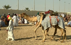 Foto Increíble excursión a Northwest Qatar