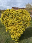 Дорога мимозы на лазурном берегу