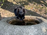 Кот в Санкэй-эн