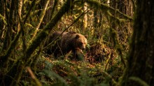 Photo Les ours effrayent les touristes: où les routes fermées dans les parcs nationaux