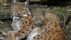 Фото Альпийский парк Alpenzoo