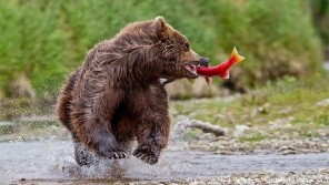 Фото Национальный парк и заповедник Катмай Аляска