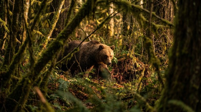 Photo Les ours effrayent les touristes: où les routes fermées dans les parcs nationaux