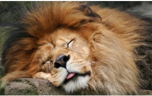 Photo SAFARI PARK