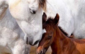 Photo Visiting the foals