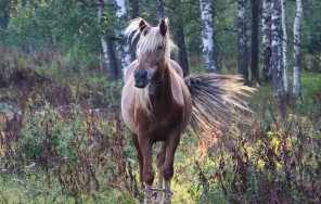 Photo In the heart of the Southern Urals