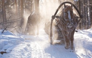 Photo Snowy Kraka - 7 days