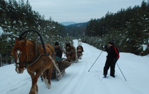 Photo Snowy Kraka - 7