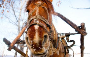 Photo Snowy Kraka - 5