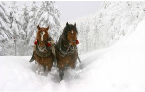 Photo Ural multiasset