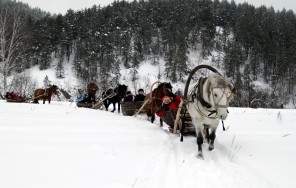 Photo Snowy Kraka
